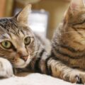 賃貸でペットの多頭飼いは可能？注意点や交渉のコツを解説！