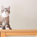 猫と暮らす賃貸の選び方！ペットと住める物件を見つける工夫と対策