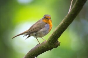賃貸物件で鳥は飼える？ペット不可の場合や飼う際に気をつけることを解説